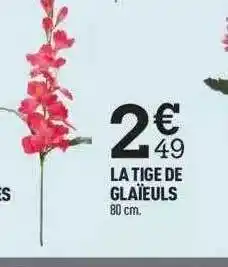 Centrakor La tige de glaïeuls offre