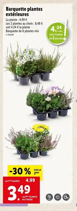 Lidl Barquette Plantes Extérieures offre