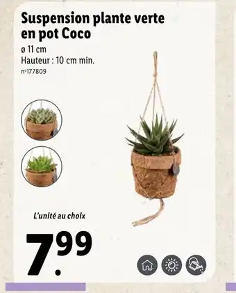 Lidl Suspension Plante Verte En Pot Coco offre