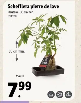 Lidl Schefflera Pierre De Lave offre
