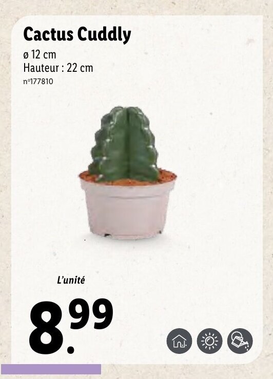 Promo Cactus Cuddly chez Lidl
