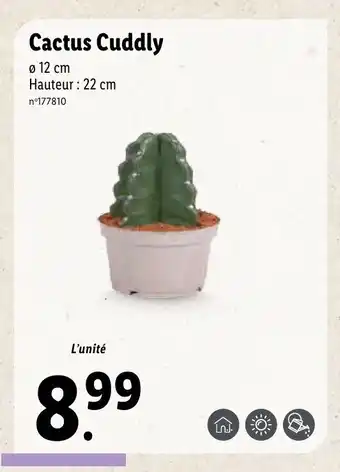 Lidl Cactus Cuddly offre