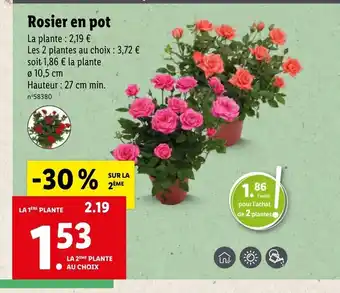 Lidl Rosier En Pot offre