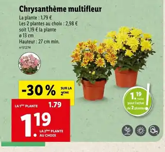 Lidl Chrysantheme Multifleur offre
