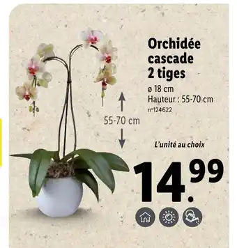 Lidl Orchidée Cascade 2 Tiges offre