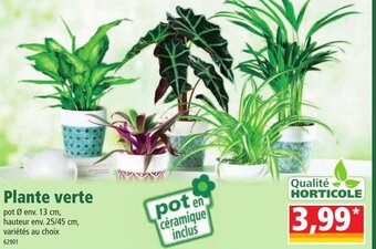 Norma Plante Verte offre