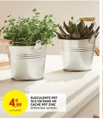 Succulente Pot 10.5cm Dans Un Cache Pot Zinc