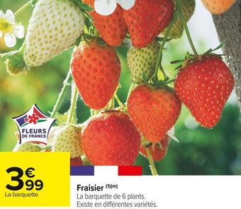Fraisier
