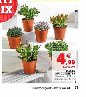 Super U Mixte succulentes offre
