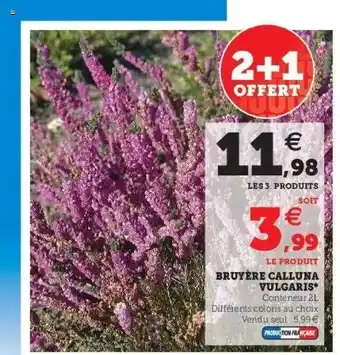 Super U Bruyère calluna vulgaris offre
