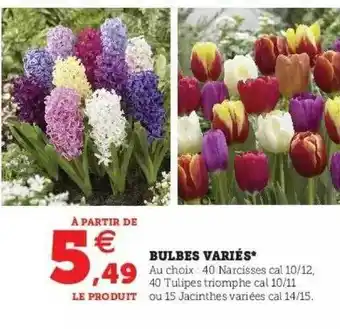 Super U Bulbes variés offre