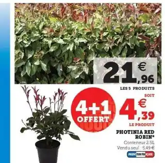 Super U Photinia red robin offre