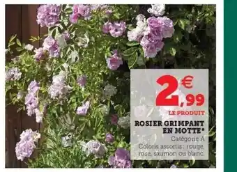Rosier grimpant en motte