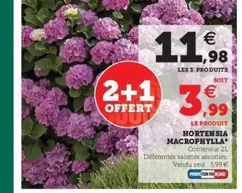 Super U Hortensia macrophylla offre