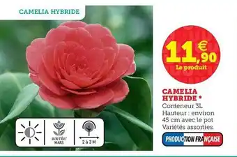 Camelia Hybride