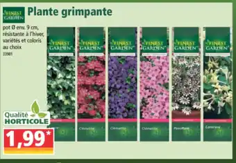 Norma Plante grimpante offre