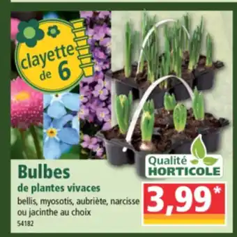 Norma Bulbes de plantes vivaces offre