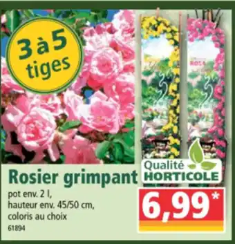 Rosier grimpant