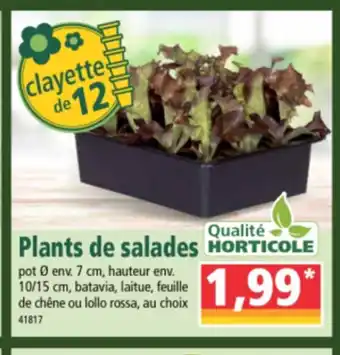 Norma Plants de salades offre