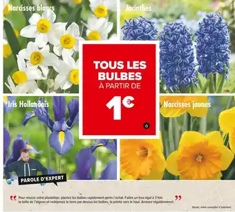 Carrefour Market Bulbes à fleurs offre