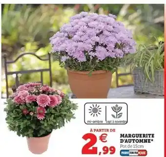 Marguerite d'automne