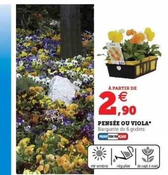 Hyper U Pensée ou viola offre