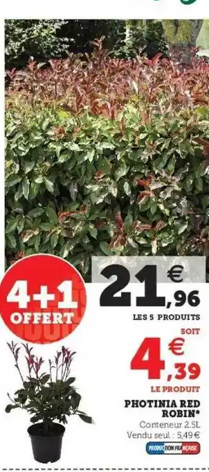 Hyper U Photinia red rebin offre