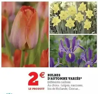 Hyper U Bulbes d'automne variés offre