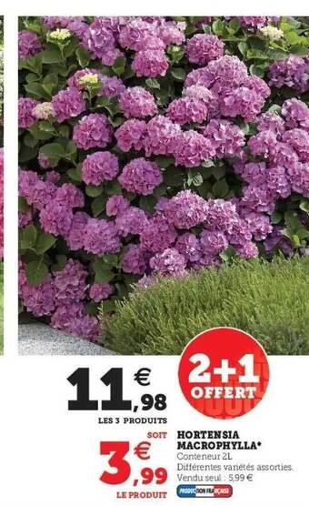 Hyper U Hortensia macrophylla offre