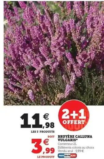 Hyper U Bruyère calluma vulgaris offre