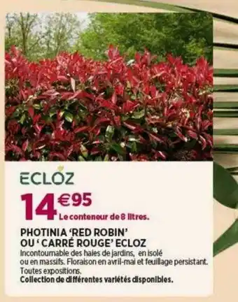 Photinia red robin ou carré rouge ecloz