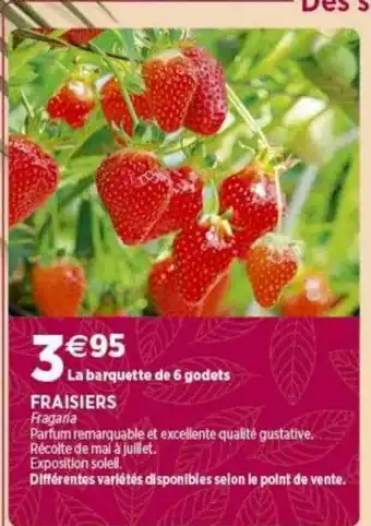 Fraisiers