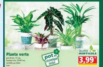 Norma Plante verte offre