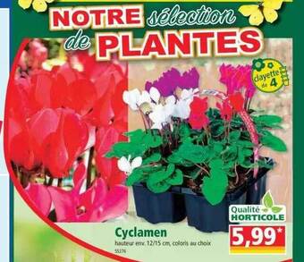 Norma Cyclamen offre