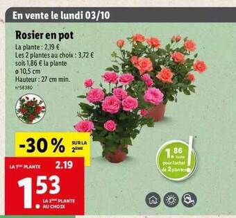 Lidl Rosier en pot offre