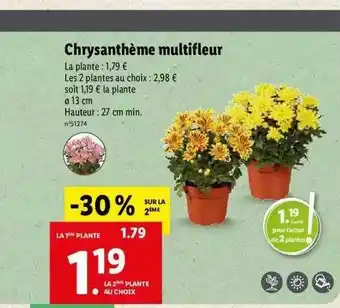 Lidl Chrysanthème multifleur offre