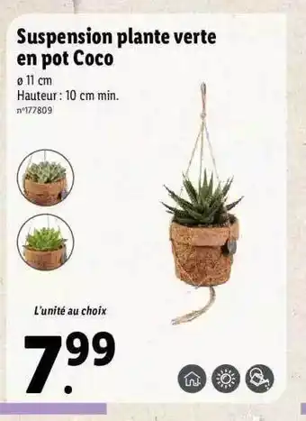 Lidl Suspension plante verte en pot coco offre
