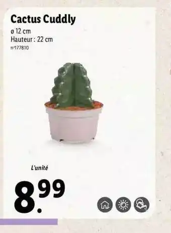 Lidl Cactus cuddly offre