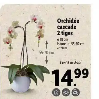 Lidl Orchidée cascade 2 tiges offre