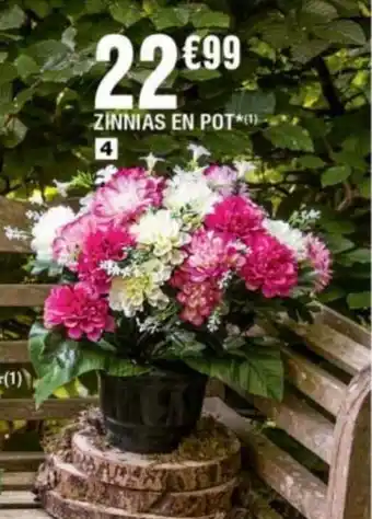La Foir'Fouille Zinnias en pot offre