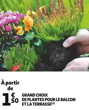 Auchan Grand choix de plantes pour le balcon et la terrass offre