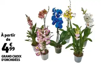 Auchan Grand choix d'orchidées offre