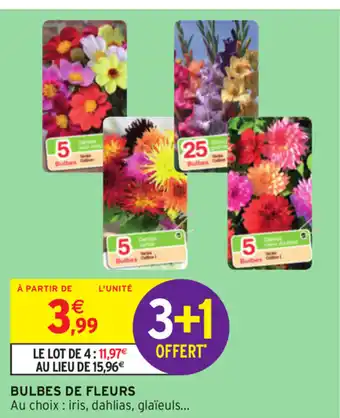 Intermarché Bulbes de Fleurs offre