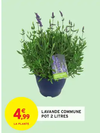 Intermarché Lavande Commune Pot 2 Litres offre