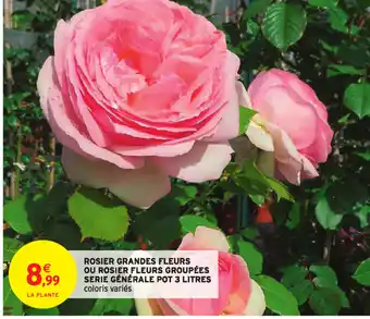 Intermarché Rosier Grandes Fleurs ou Rosier Fleurs Groupées offre