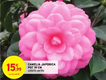 Intermarché Camelia Japonica offre