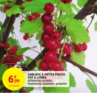 Intermarché Arbuste à Petits Fruits Pot 2 Litres offre