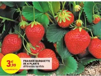 Intermarché Fraisier Barquettes de 6 Plants offre
