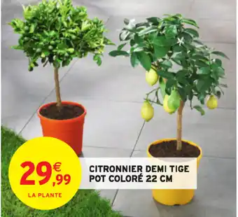 Intermarché Citronnier demi tige offre