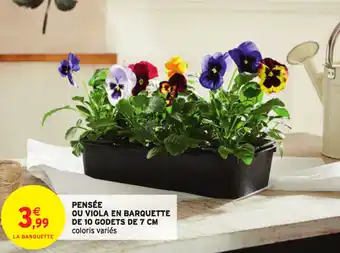 Pensee ou Viola en Baarquette